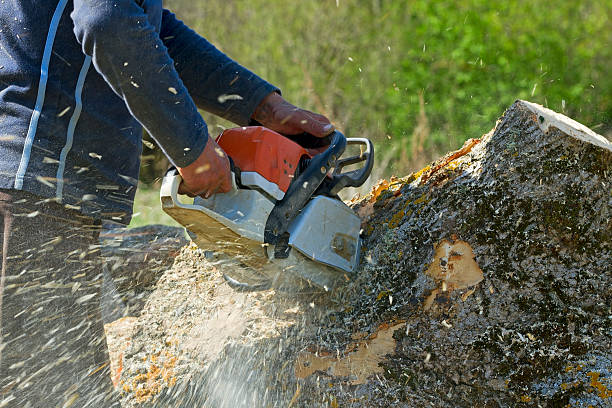 Emergency Storm Tree Removal in Yelm, WA